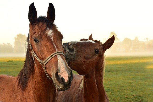 caballos tranquilos en la granja