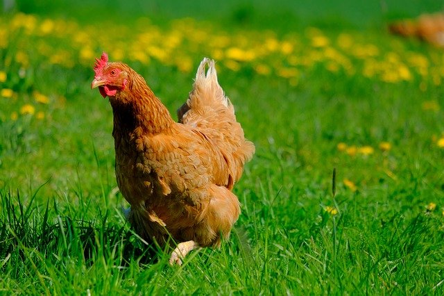 gallinas y pollitos en una grajan