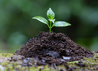 planta crede en el cuelo para experimento de naturaleza