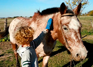 niño cepillando animales de granja el caballo
