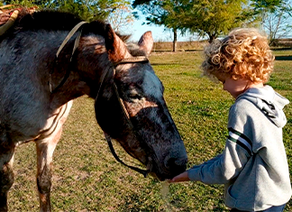 niño alimentando animales de granja el caballo