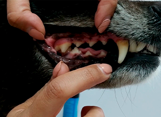 mostrar el buen estado de los dientes de tu perro