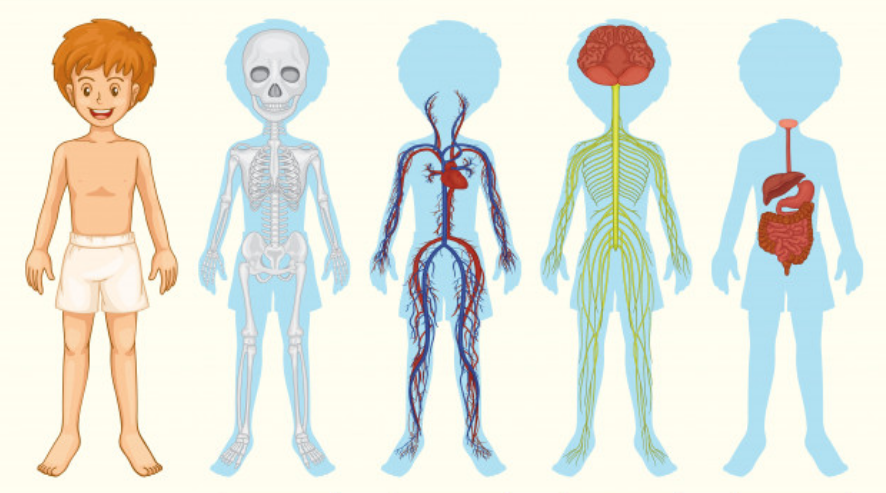 niños mostrando sistemas del cuerpo humano